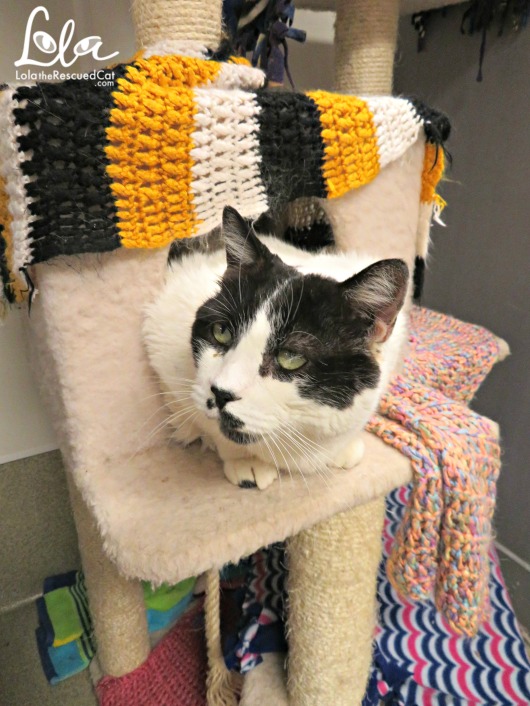 Tabbys Place|Cat Sanctuary