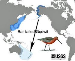 sandra fly godwit tailed bar godwits zealand markle way write many stop non november airline websites answer questions following check