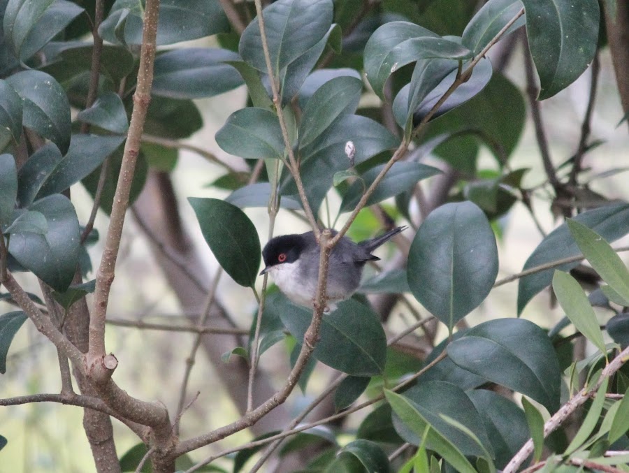 Sylvia melanocephala