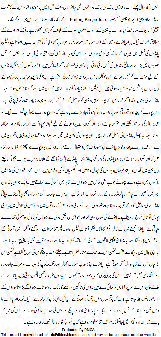 Panda essay for kid picture