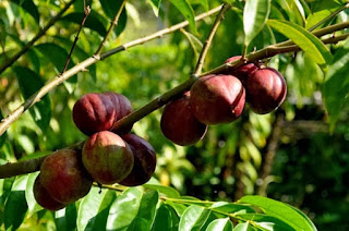 obat ambeien herbal