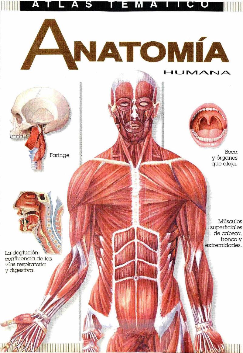 Atlas Temático De Anatomía Humana Librosvirtual