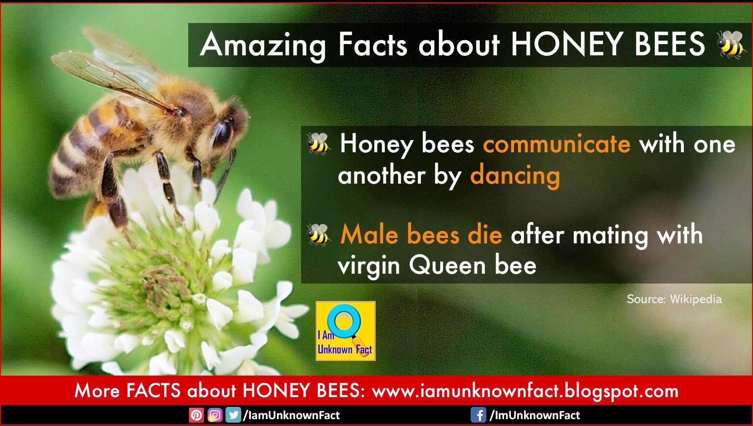 Amazing Facts About HONEY BEES amazing-facts-about-honey-bees