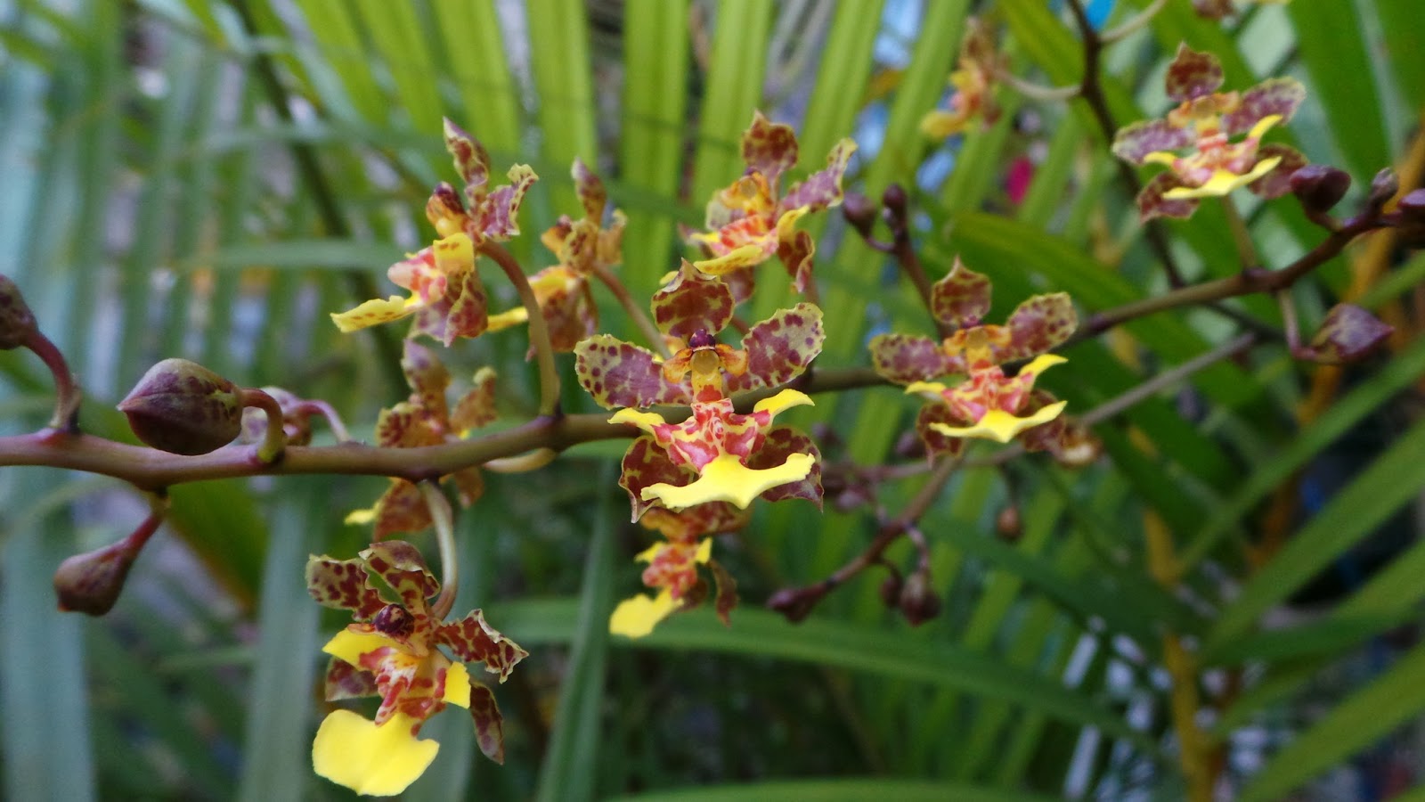 Amo Orquideas: Oncidium cebolleta 2013