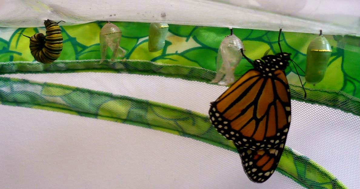 The Enchanted Tree: Saving the Monarch Butterflies and a Giveaway!