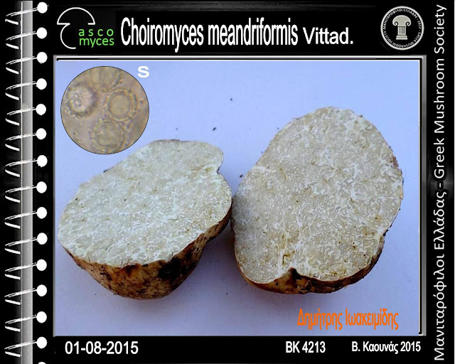 Choiromyces meandriformis Vittad.