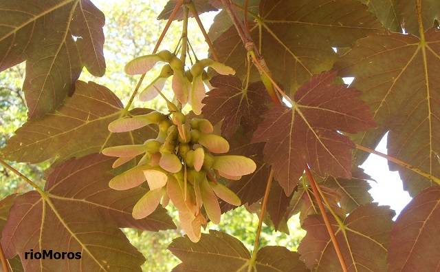 Acer pseudoplatanus var purpureum Arce purpúreo