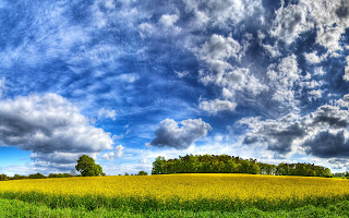 Graanveld en donkere wolken