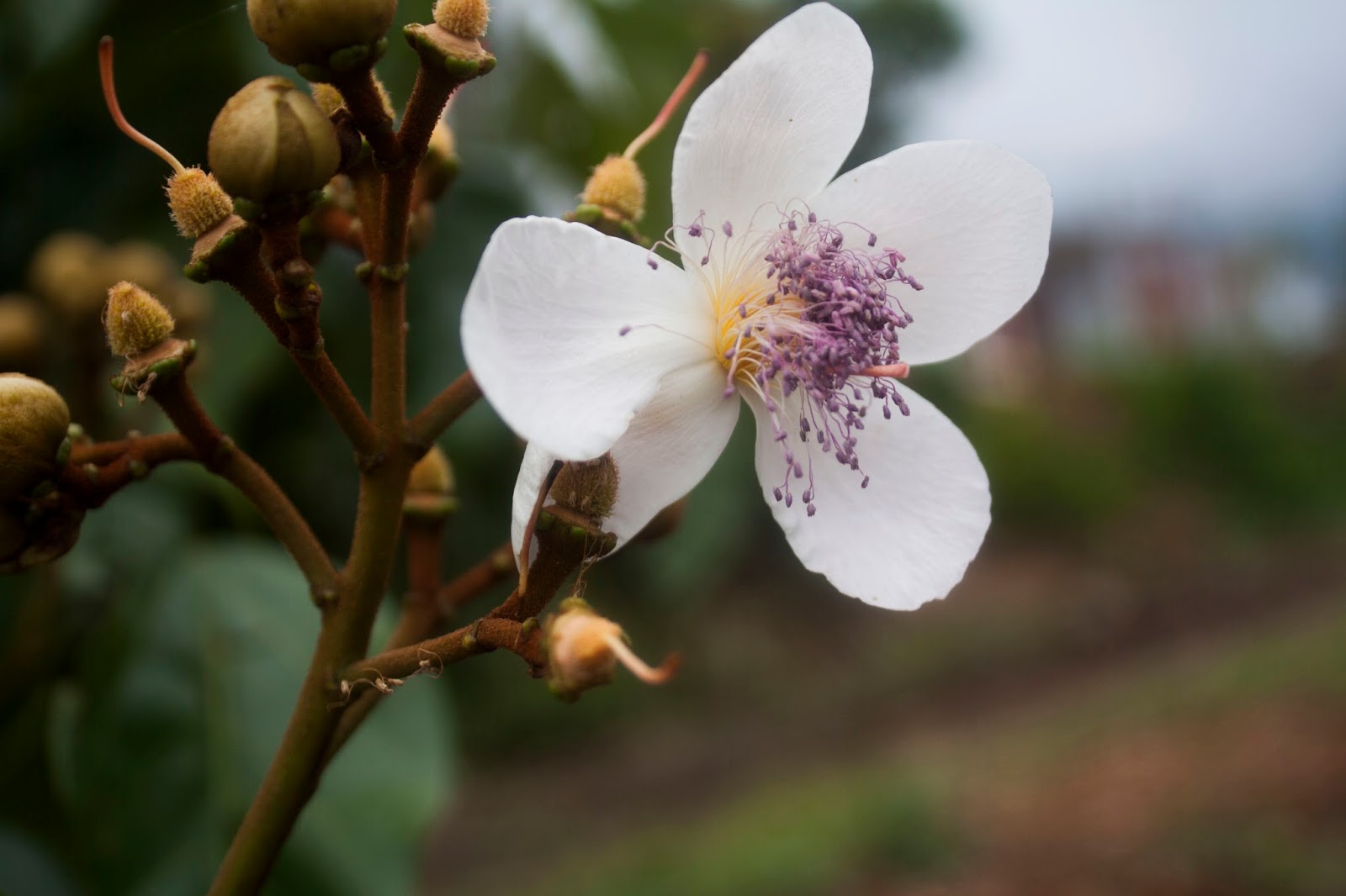 HOA VÀ QUẢ ĐIỀU NHUỘM (CÀ RI) ~ Hạt VỪNG LÉP