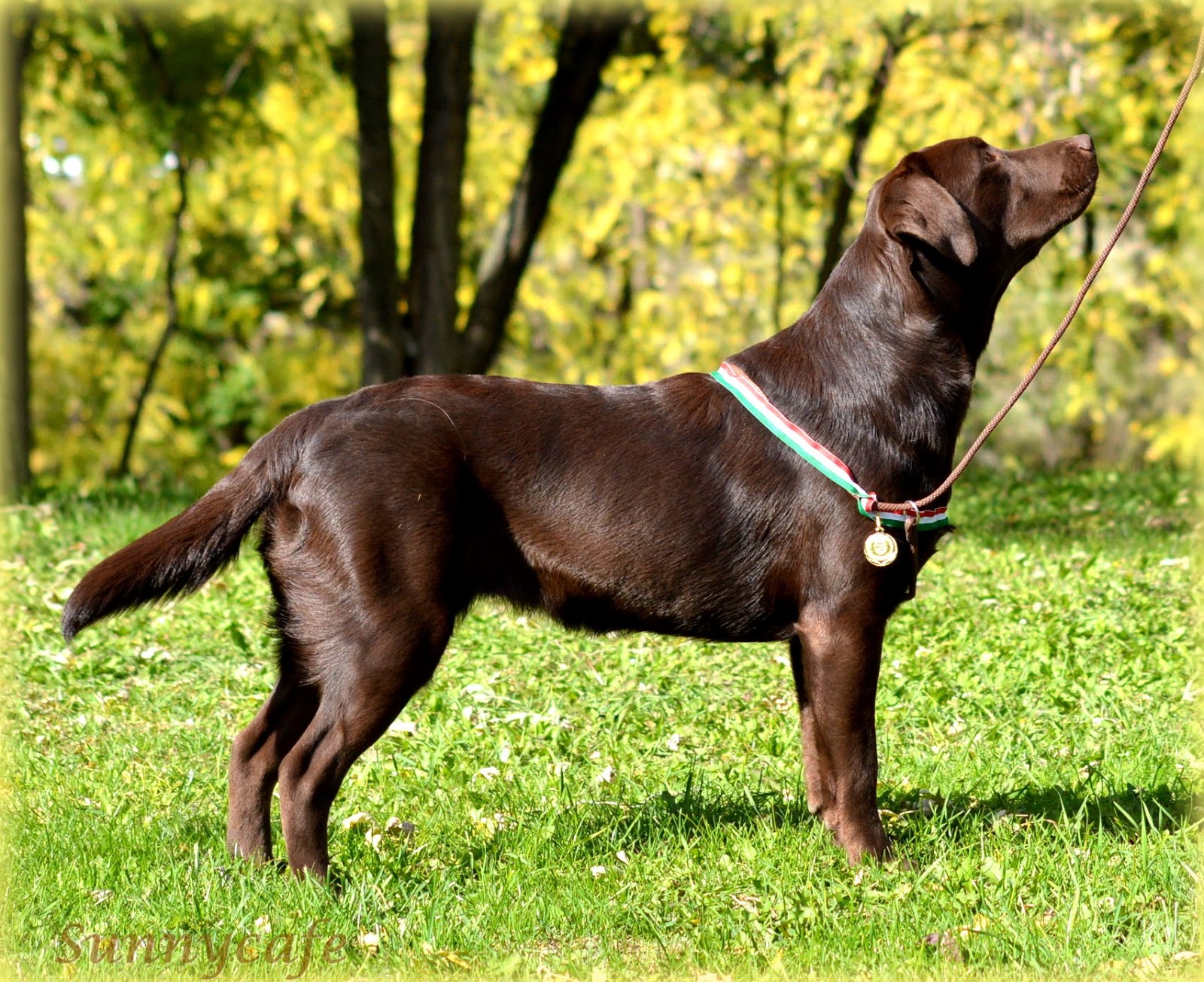  Sunnycafe kennel Labrador Retriever Cili ♀