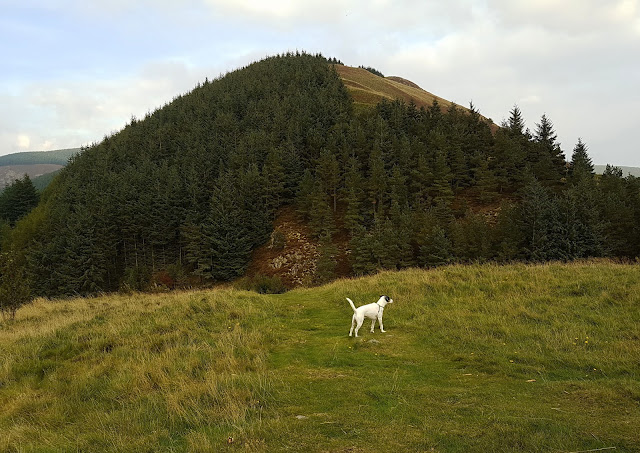 Pirn hill fort Pirn hill fort