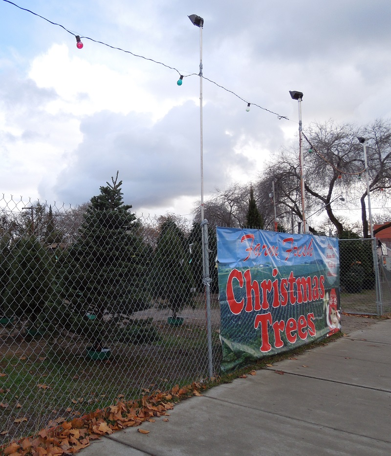 Paso Robles in Photos Sticker Shock at the Christmas Tree Lot