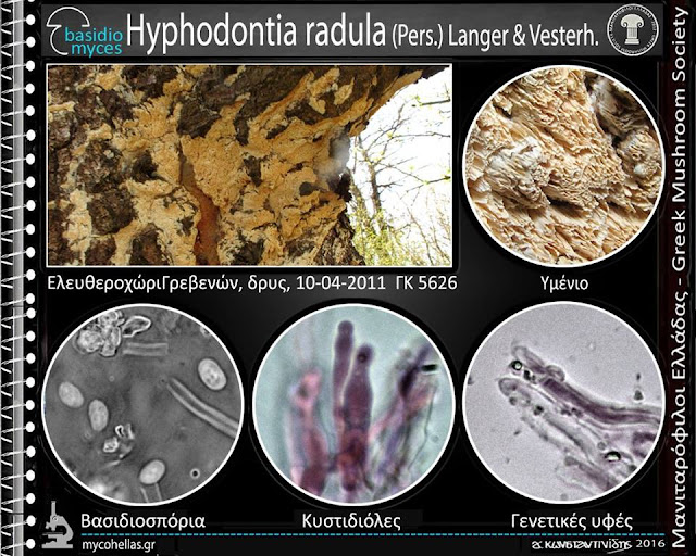 Hyphodontia radula (Pers.) Langer & Vesterh