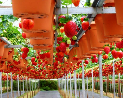 Agrowisata Kebun Strawberry Petik Sendiri di Lembang Bandung Jawa Barat