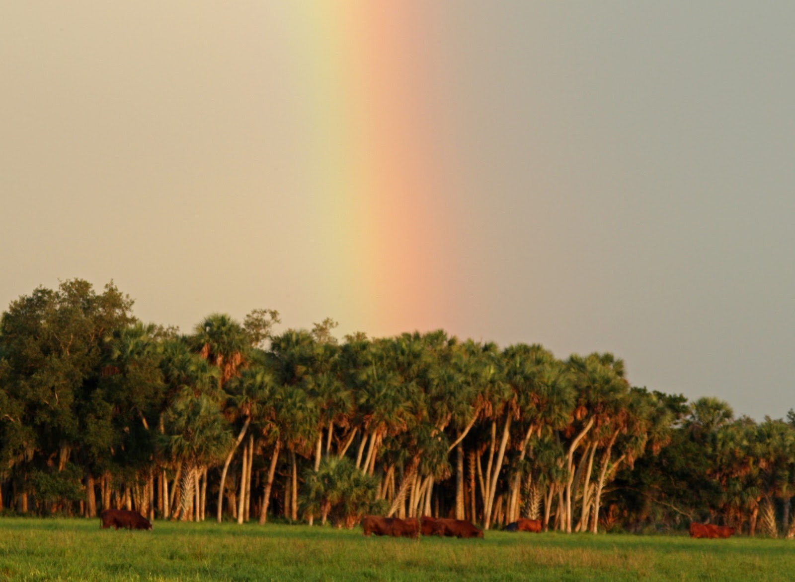 Conservation on a Working Ranch Adams Ranch