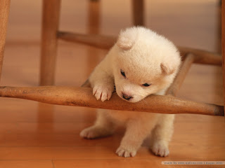 Cute Puppies HD Wallpapers