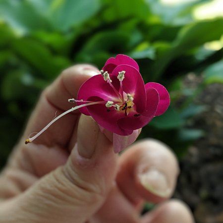 image of a small, bright, dark pink bloom being held between my fingers