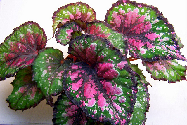 Wikipedia Tanaman  Tanaman  Hias  Begonia  Info Tanaman  Hias  