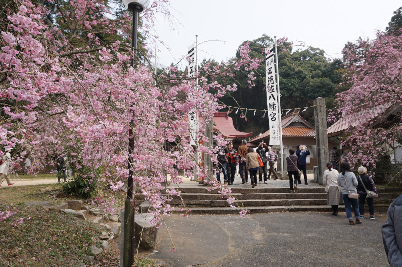 徒然おうどいろ日記 しだれ桜 徳佐八幡宮