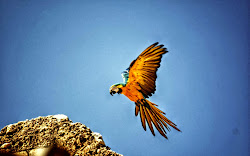 macaw bird wallpapers backgrounds flying tag
