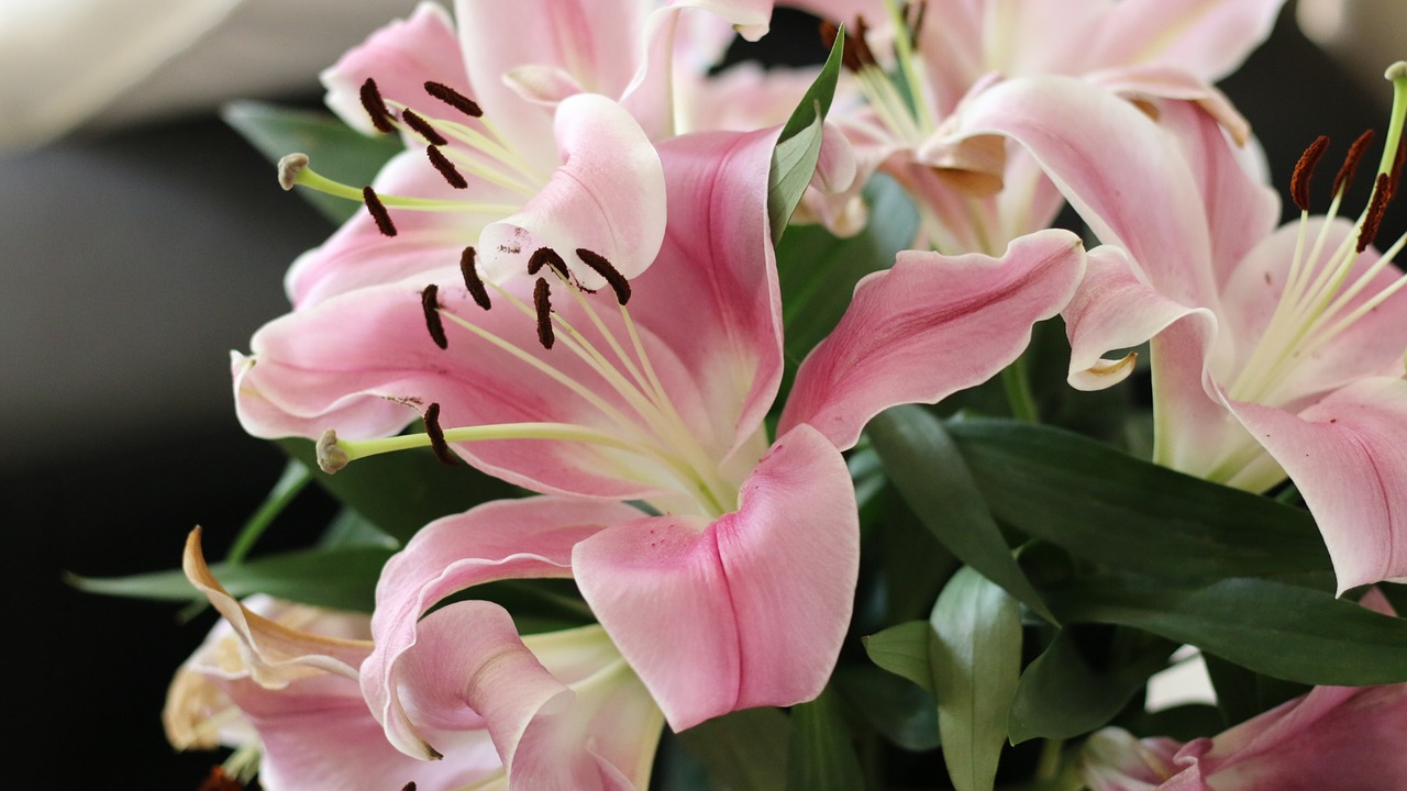 AUTENS DIRECT The flower language of lilies