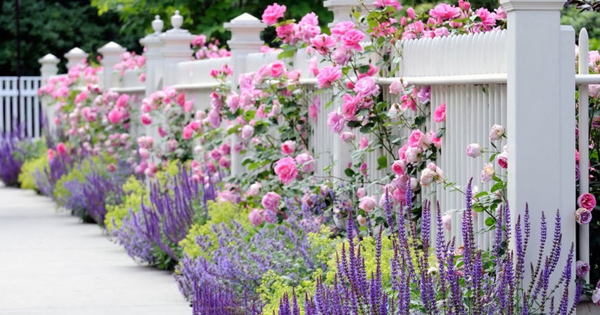 Paudhewala Nurseries and Gardening Store What are Creeper Plants? How