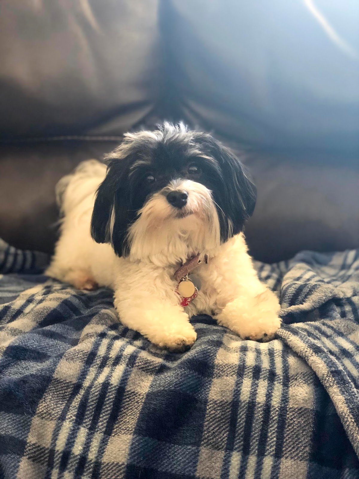 Florida Dog Walkers and Pet Sitters Miami Doggie Daycare & Boarding