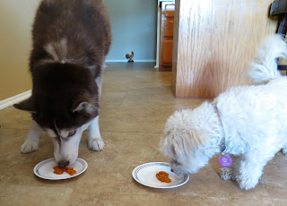 Many pets love the taste of pumpkin, and it's healthy for them!
