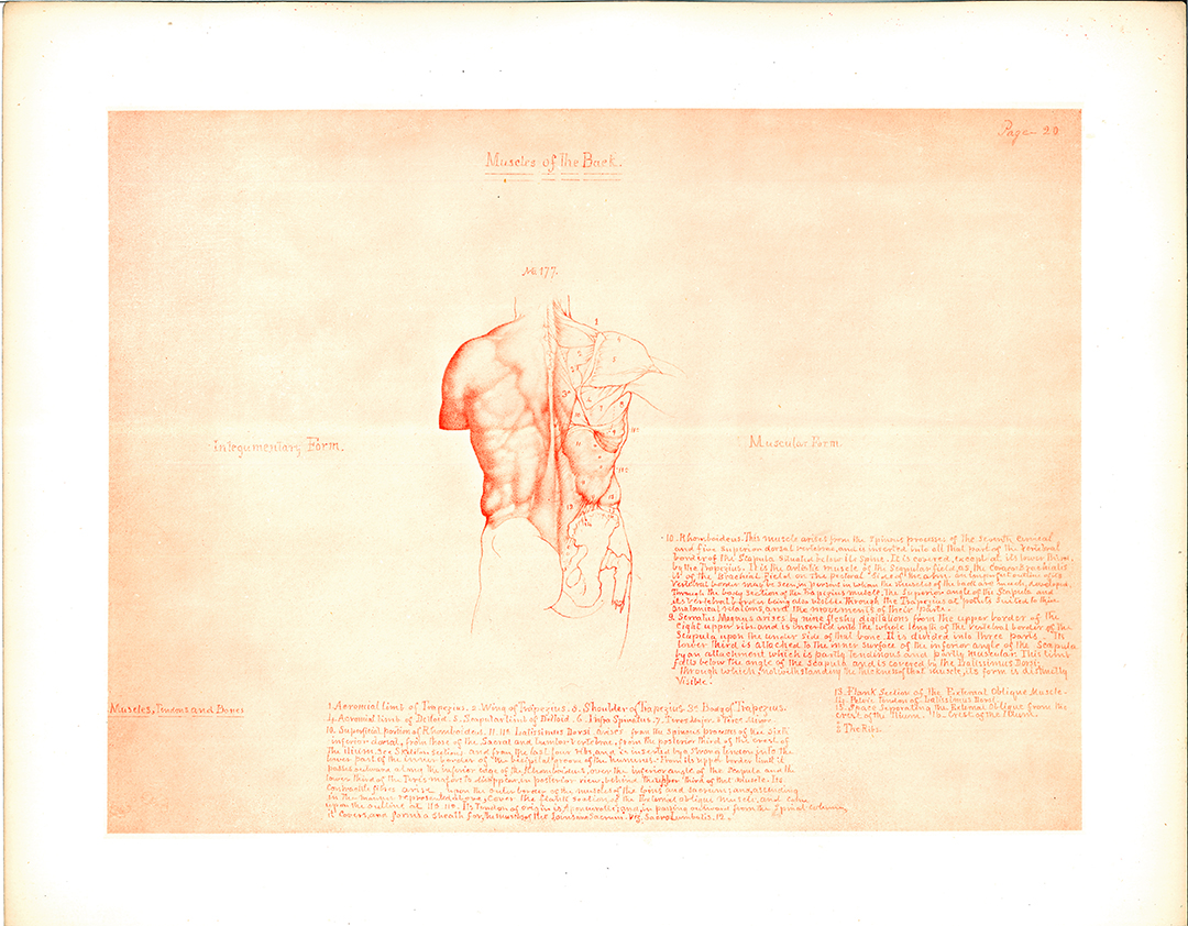 Research of Artistic Anatomy: Update: William Rimmer “ART ANATOMY” (1877)