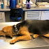Ζαγόρι:Σύμβαση με κτηνίατρο  από τα Γιάννινα  για   διαχείριση των  αδέσποτων ζώων