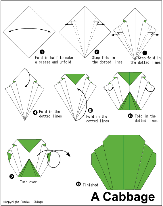 Cabbage - Easy Origami instructions For Kids
