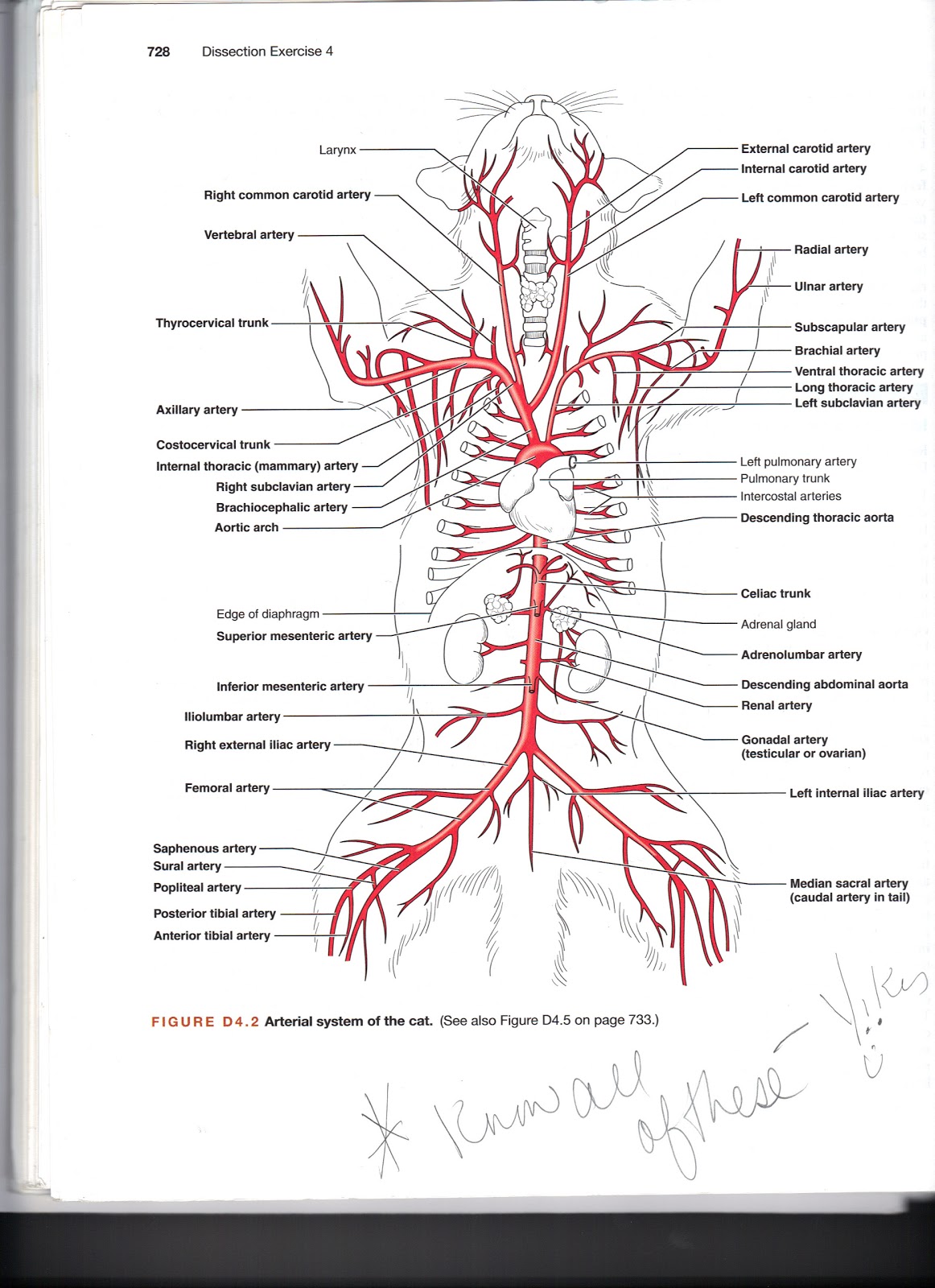 Jennifer Kersey E Portfolio Bio211 2011 04 10 En 2020 Anatomia 