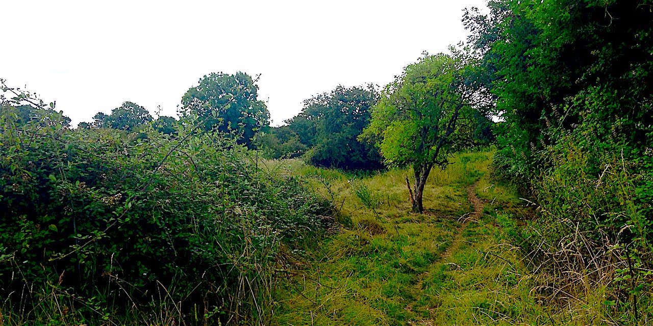 Cambridgeshire walks Somersham Nature Reserve and Lake