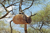 Tanzanie-ruche