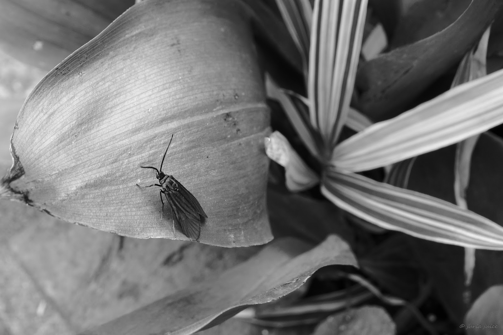 樹花草花無彩時記 - Achromatic Gardening SKETCHES -