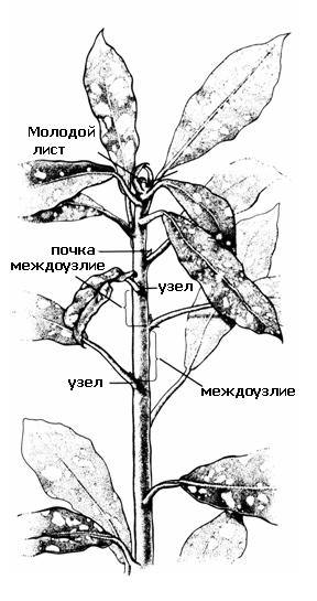 Схема листа с междоузлием. Строение вегетативного побега рисунок. Метамер побега рисунок. Почки обеспечивающие ветвление побега