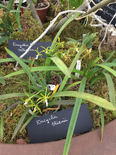 , Mostre primaverili: Horti di Veio e Monteporzio catone 2017, diarid'orchidee