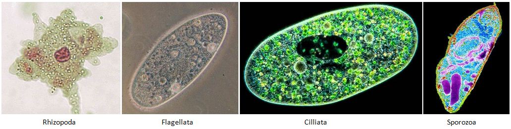 Pengertian Protista Macam Macam Jenis Protista Dan Ciri Ciri Protista Beserta Contohnya Lengkap