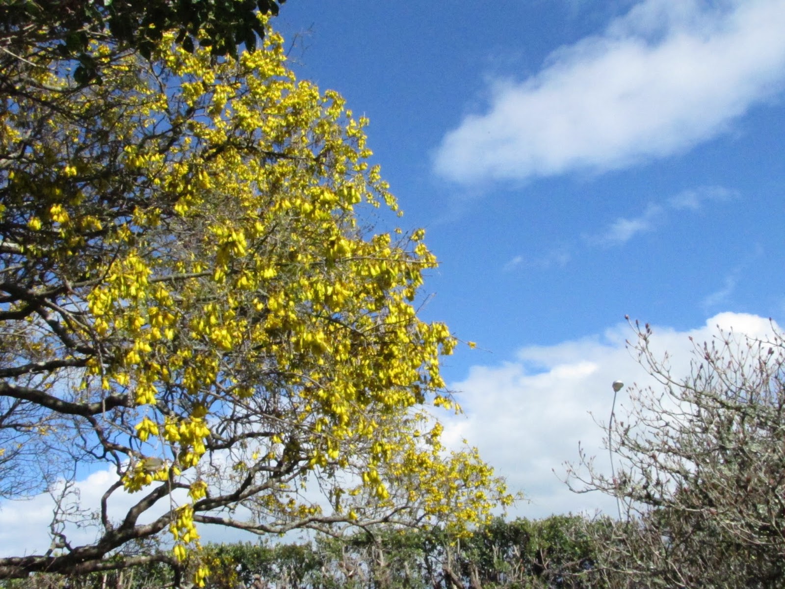photographing New Zealand kowhai