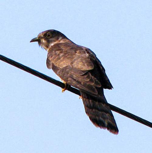 Indian birds - Image of Grey-bellied cuckoo - Cacomantis passerinus
