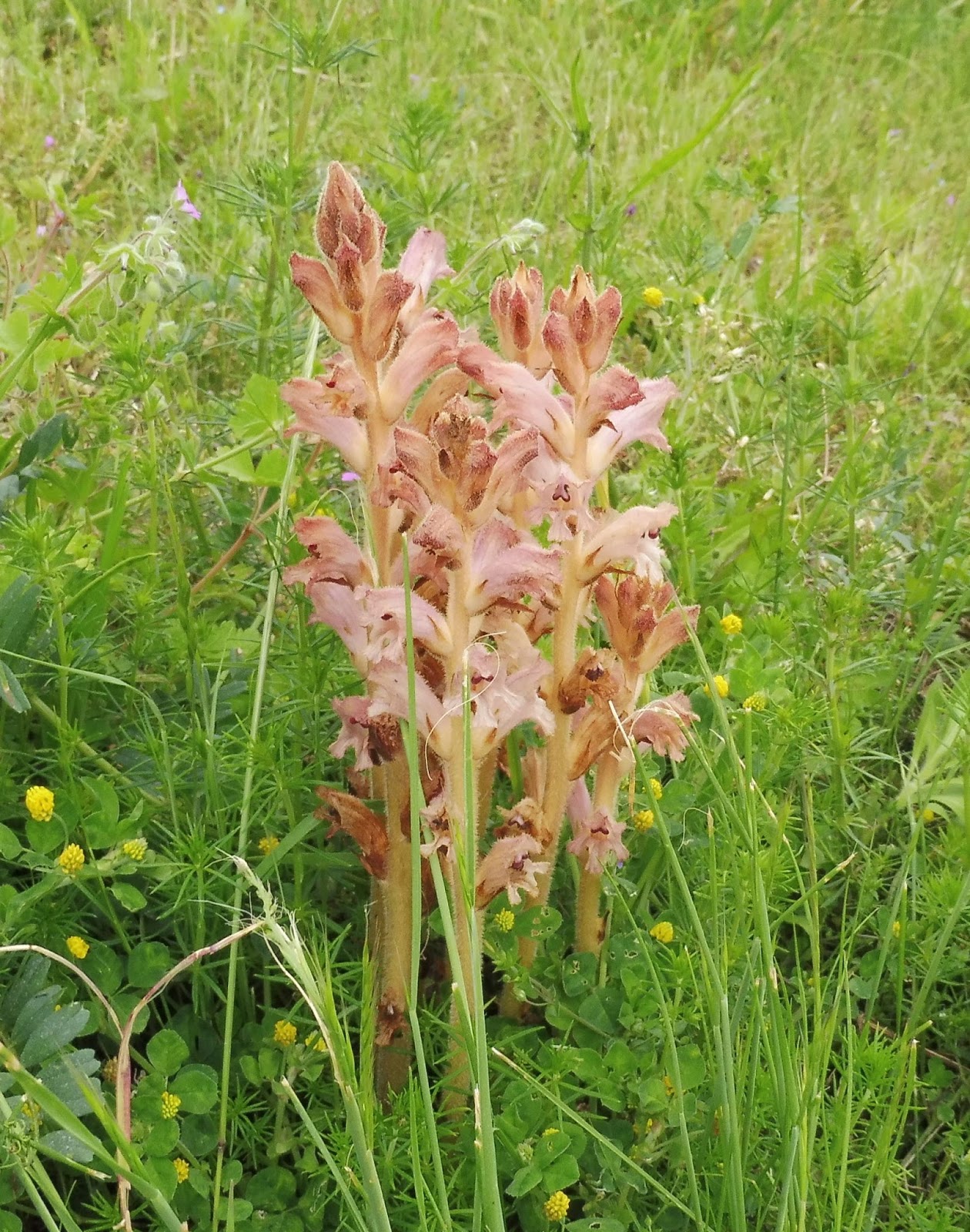 Schneider Performance Home Facebook