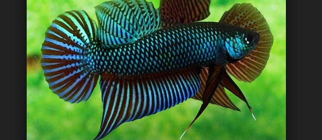 Peraturan Lomba Ikan Cupang Aduan Dalam Laga