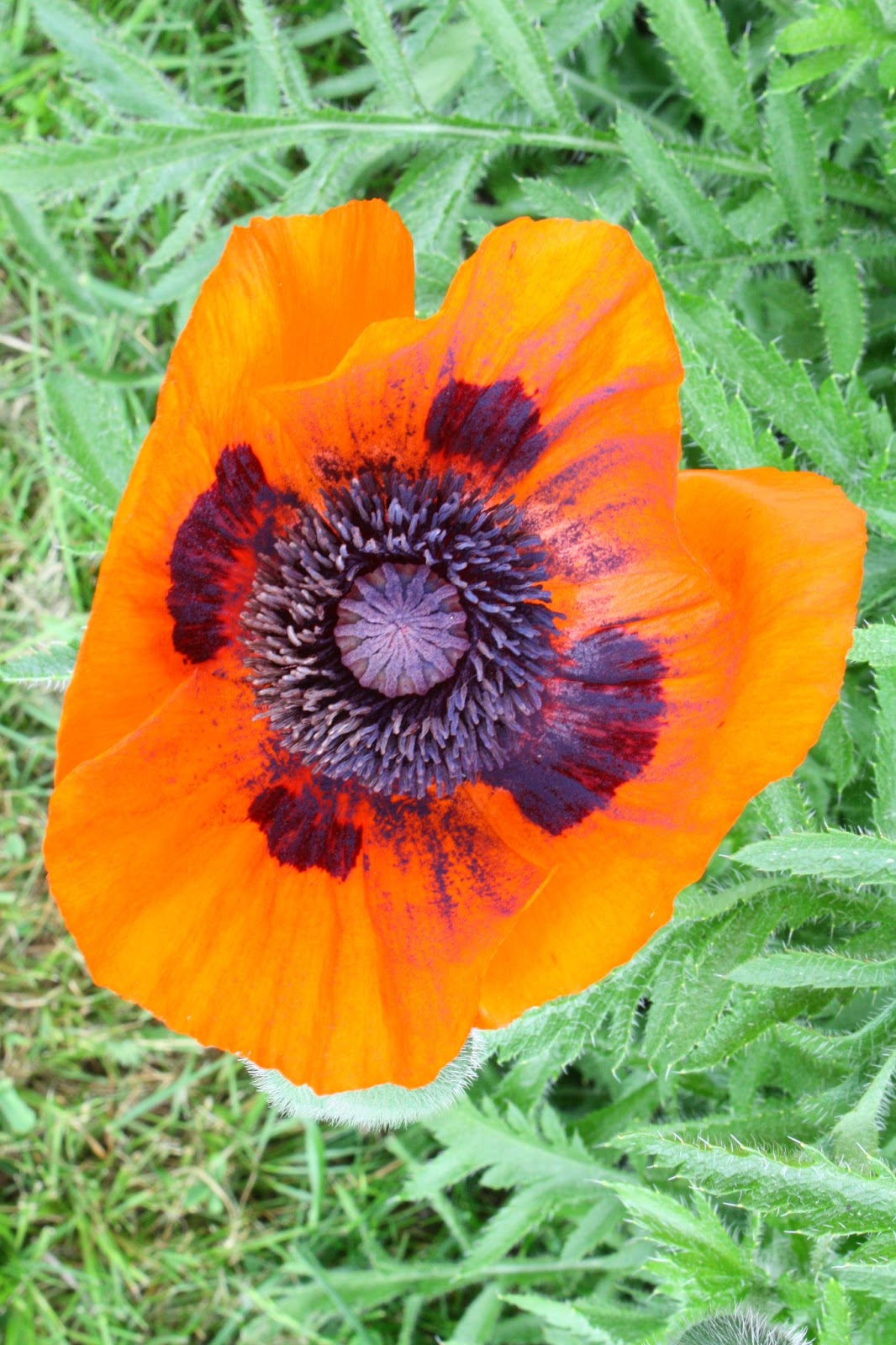 Solsikkehjerte: Valmue - Papaver orientale 'Allegro'
