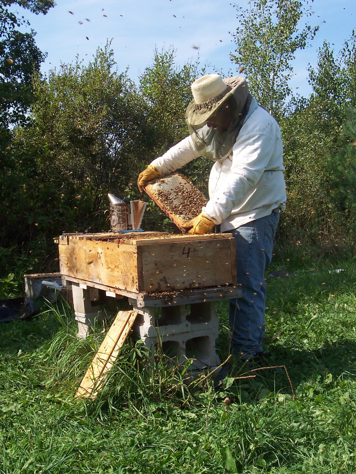 Musings on Beekeeping Musings on Minimalist Beehive Management