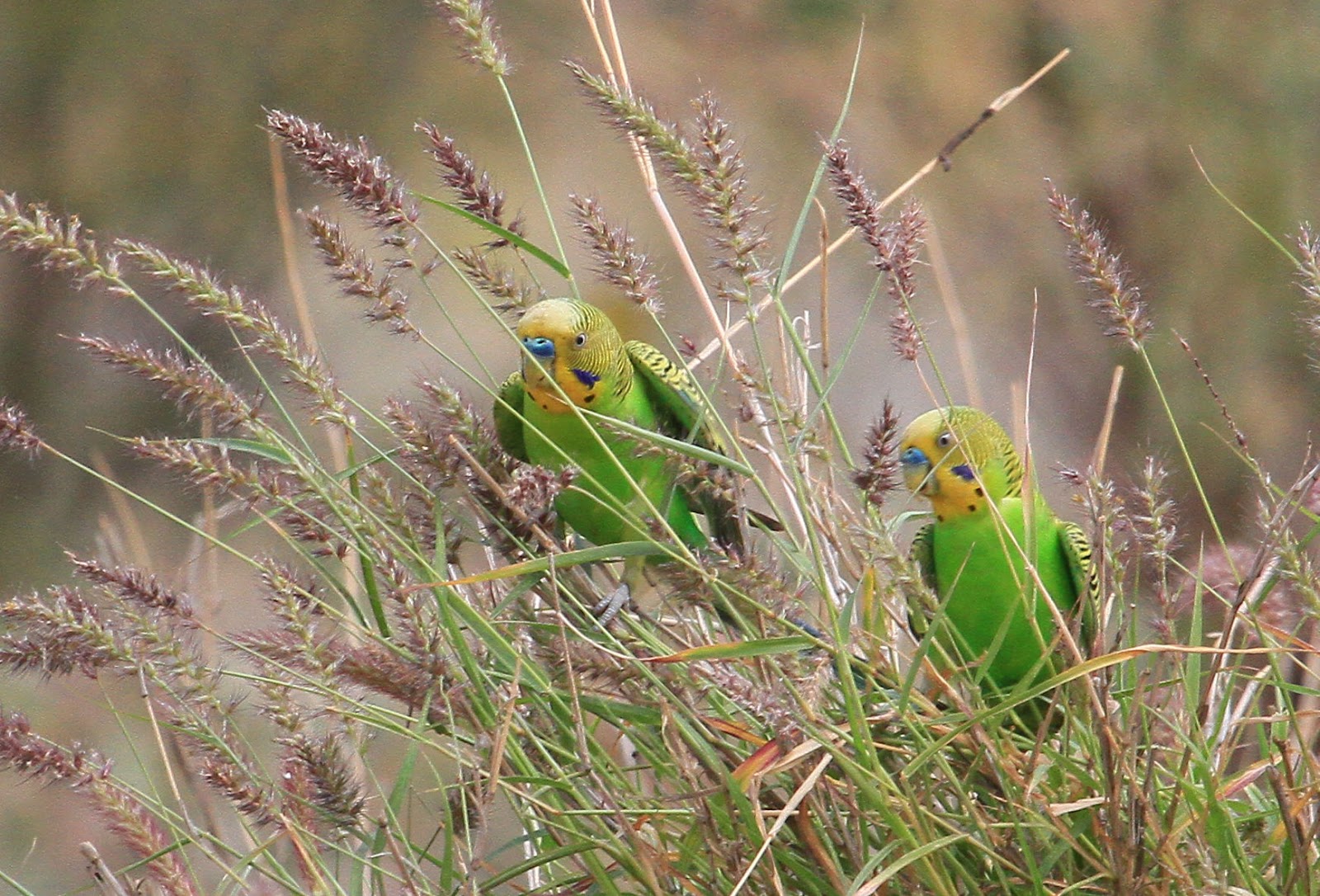 The Ultimate Budgie Diet TheBudgieBlog