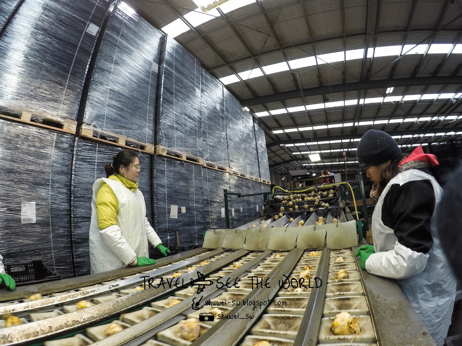 旅行上癮者，手帳中毒迷 紐西蘭打工度假 Rakaia Lily Bulb 花苞廠