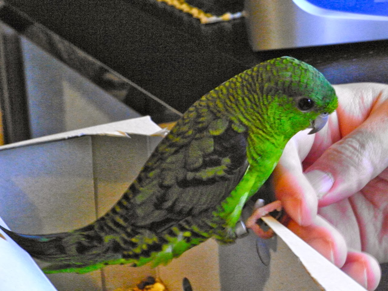 バハ・カリフォルニアで絶滅の危機に瀕している動物 -