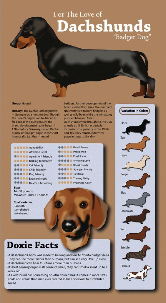 CACHORRO É MELHOR QUE GENTE Dachshund