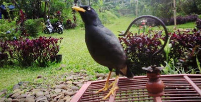 Cara Melatih Jalak Kebo Agar Bisa Bicara