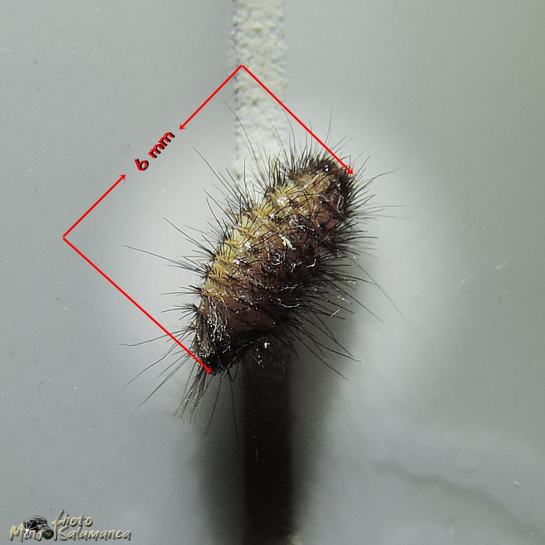 NaturAranjuez ANTHRENUS VERBASCI (Escarabajo de las alfombras)